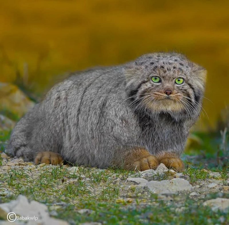 Манул (палласов кот)