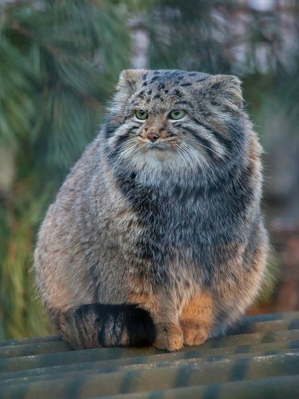Дикий Лесной кот Манул