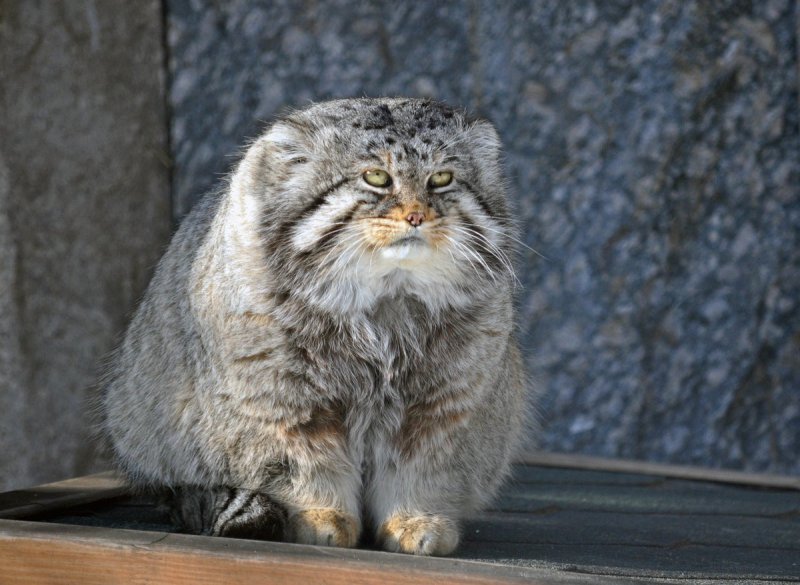 Кошки породы Манул