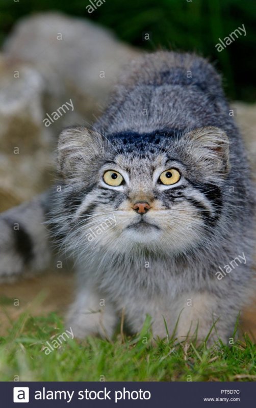 Дикая Лесная кошка Манул
