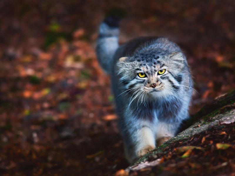 Манул vs кота