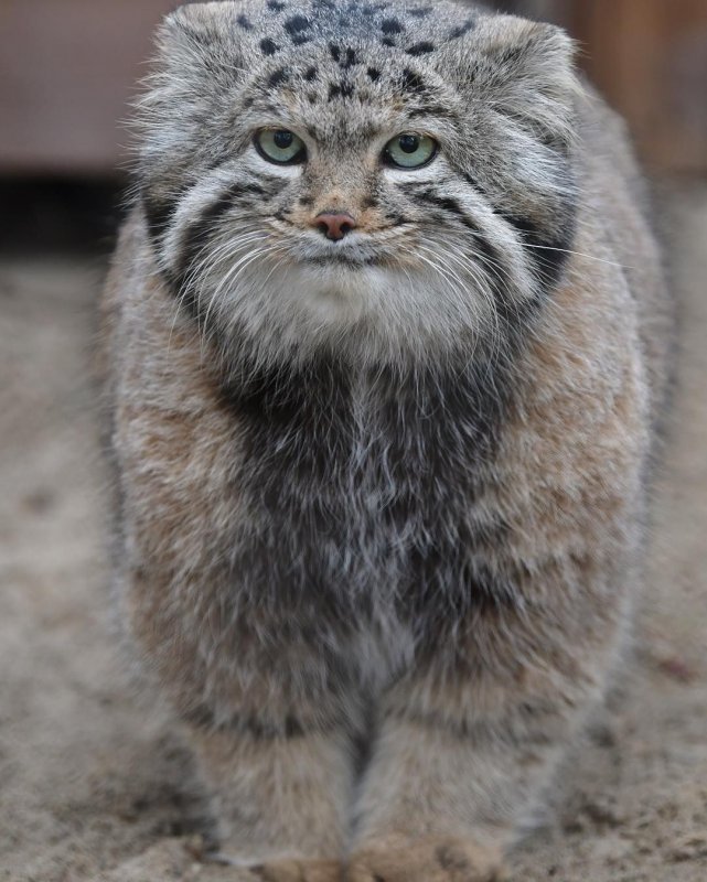Кот Манул