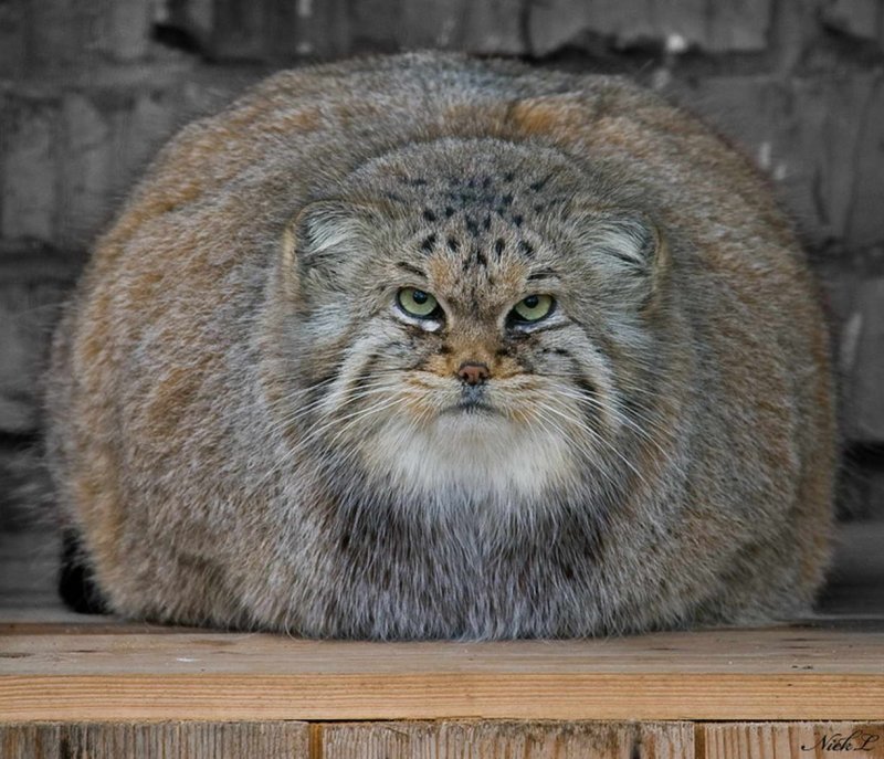 Кот Манул