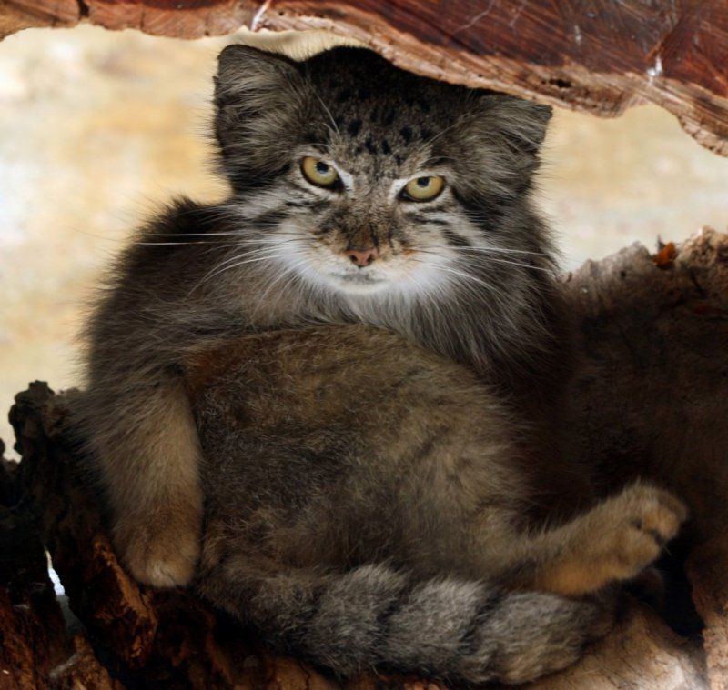 Манул (палласов кот)