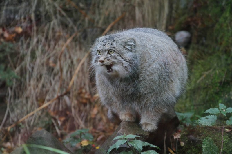 Дикая кошка Манул фото