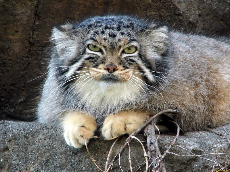 Лесной кот Манул