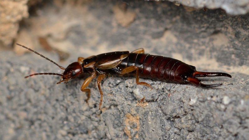 Scolopendra morsitans самец