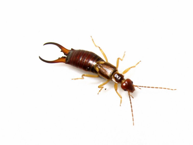Сколопендра cataracta
