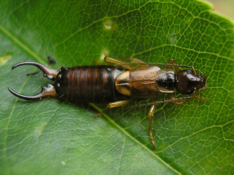 Насекомые (Insecta)