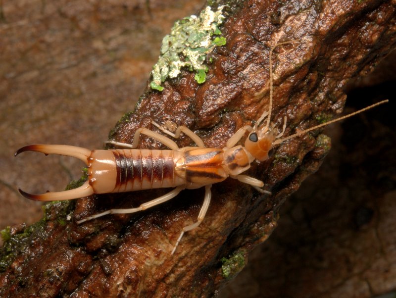 Уховертки Forficulidae,