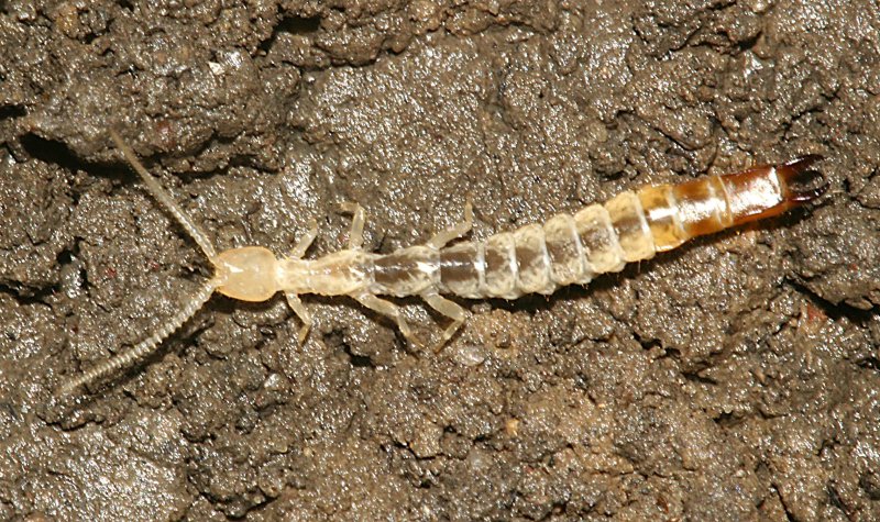 Уховёртка Labiduridae