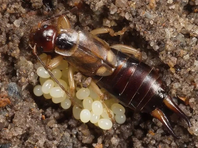 Уховёртка Labiduridae