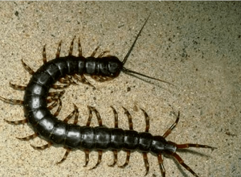 Уховертки Forficulidae,
