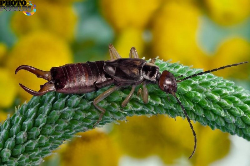 Уховёртка обыкновенная Forficula Auricularia