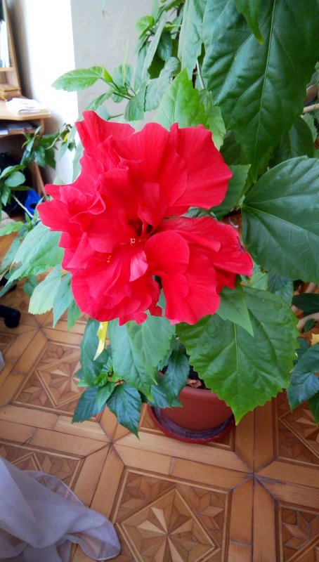 Роза китайская Rosa