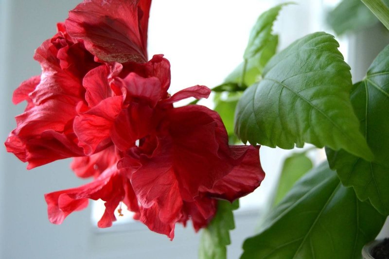 Гибискус китайский (h. Rosa-sinensis)