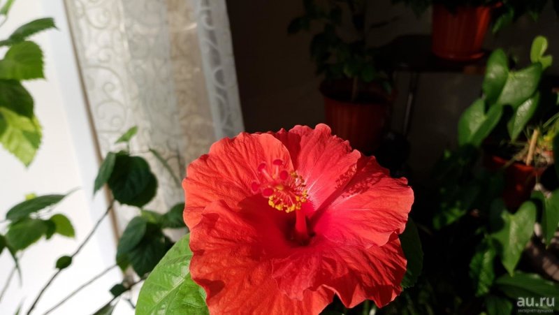 Гибискус китайская роза
