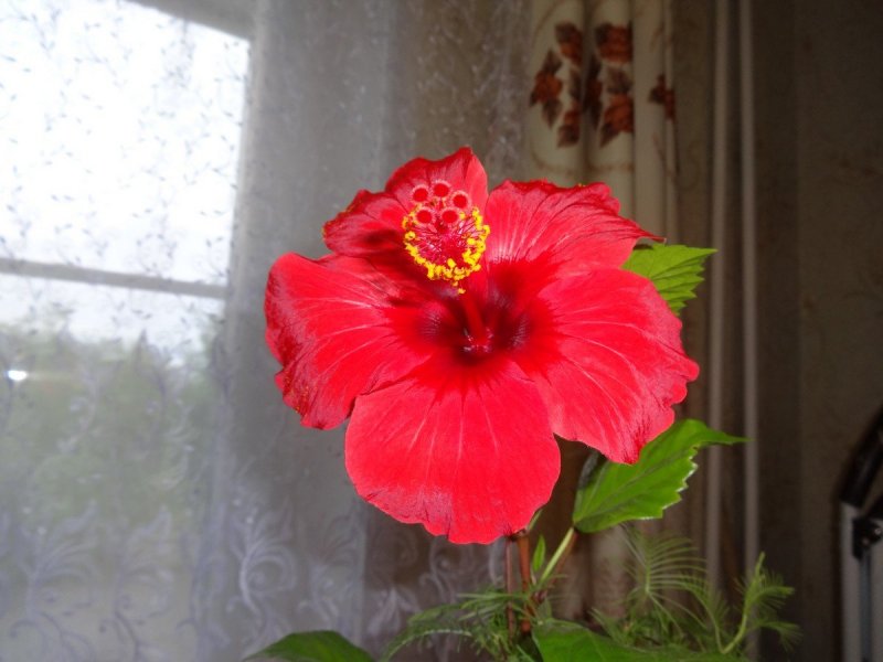Красный гибискус – Red Hibiscus