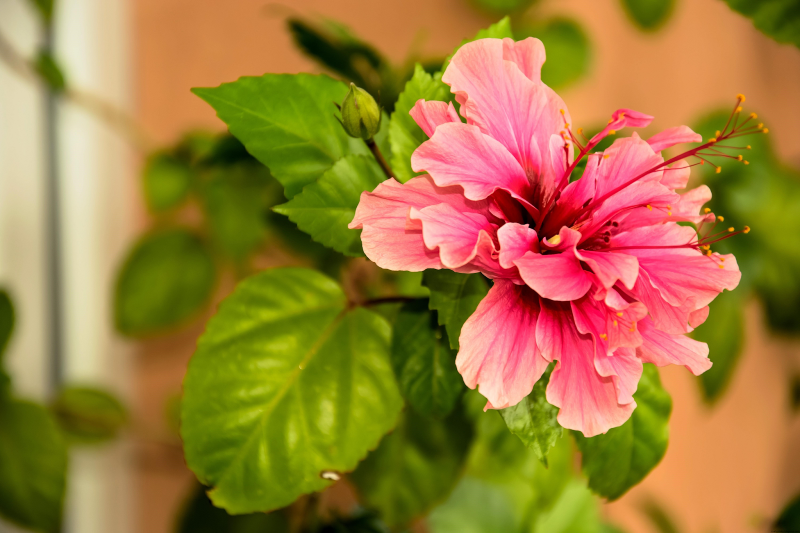Hibiscus Volcano