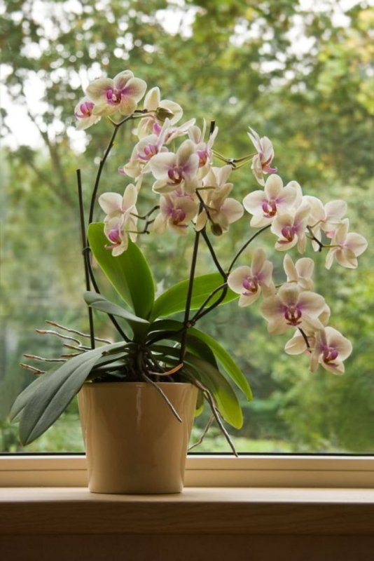 Scenza Plants Орхидея