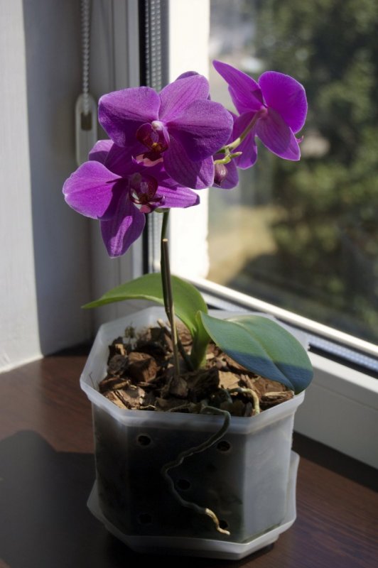 Орхидея Plant Passport Phalaenopsis