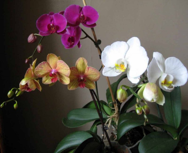 Орхидея Phalaenopsis