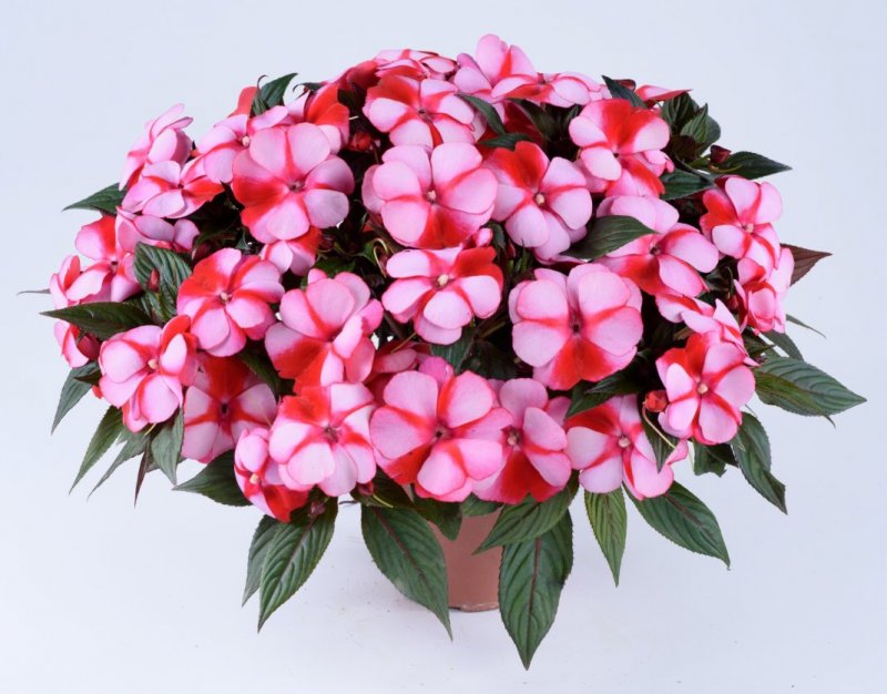 Бальзамин новогвинейский Harmony bicolor Red,