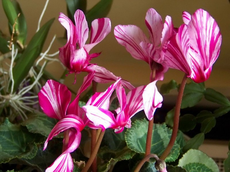 Цикламен персидский (Cyclamen persicum