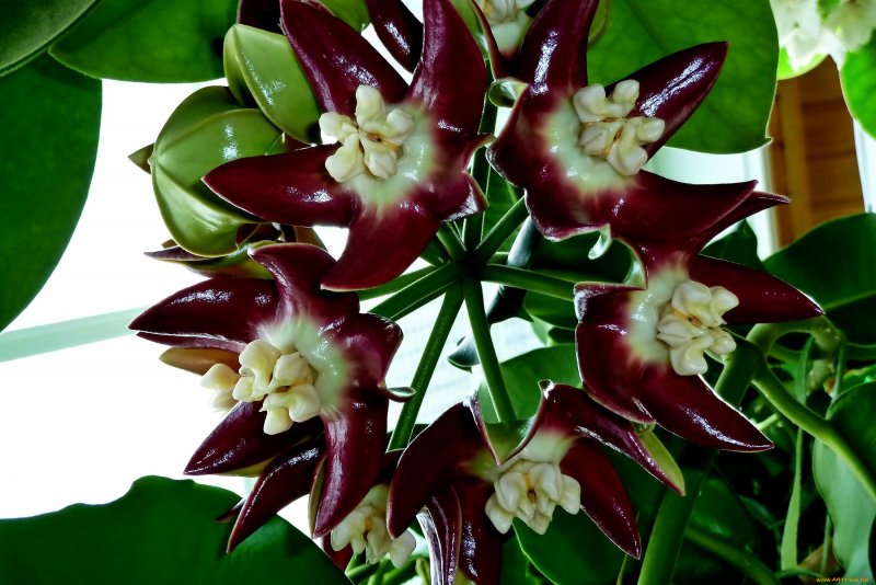 Hoya Imperialis Bloom