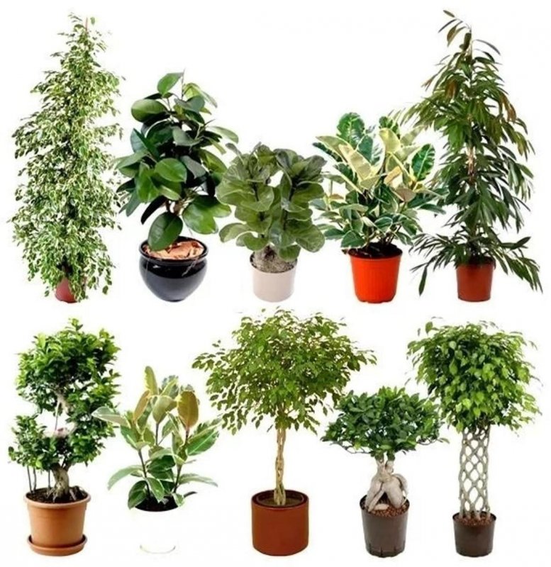 Фикус Плант микс