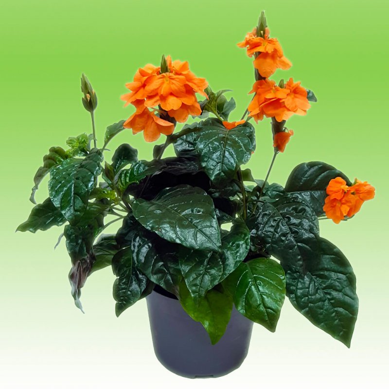 Кроссандра (Crossandra)