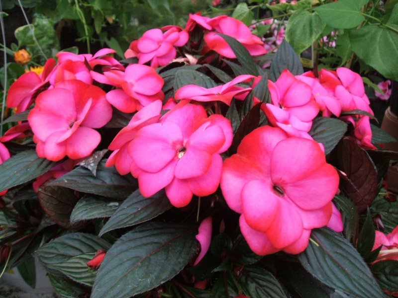 Бальзамин Impatiens
