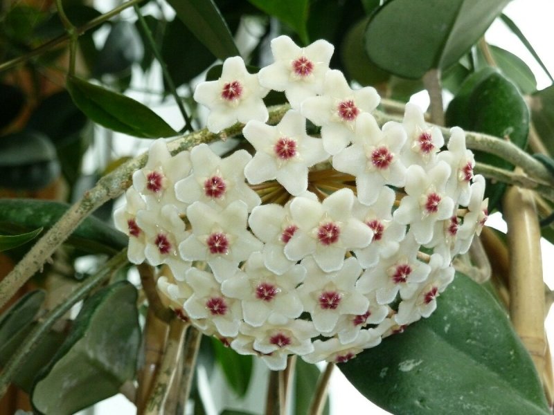 Hoya motoskei, Хойя Мотоски