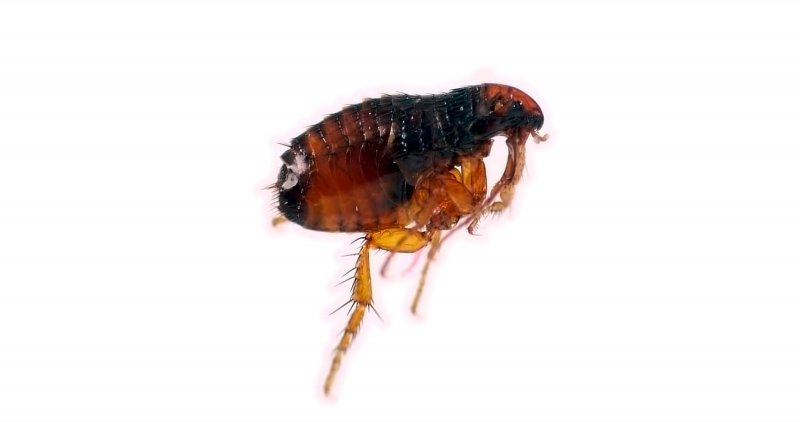 Ctenocephalus Felis