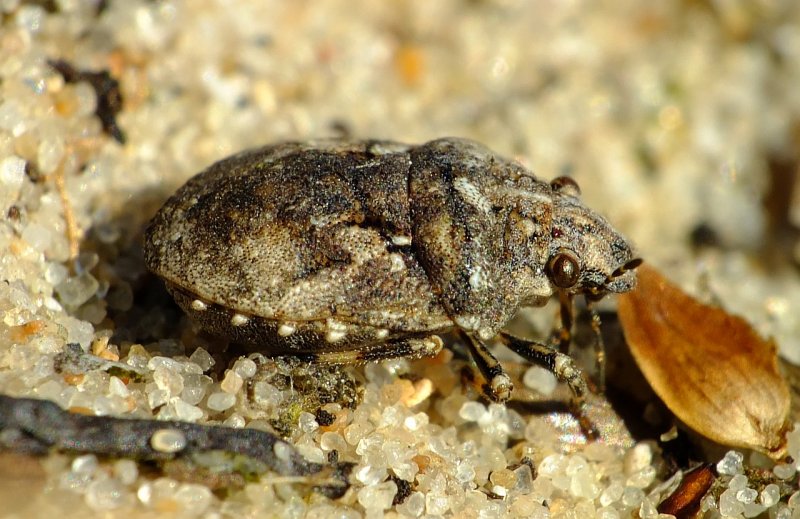 The Ghost of a Flea