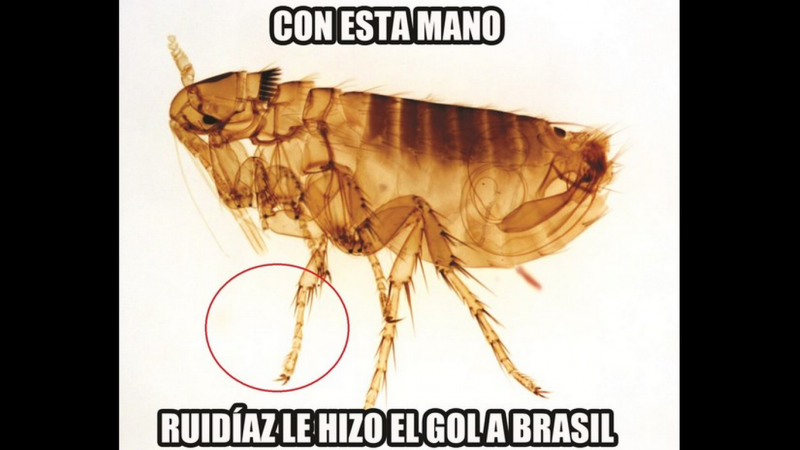 Flea блоха