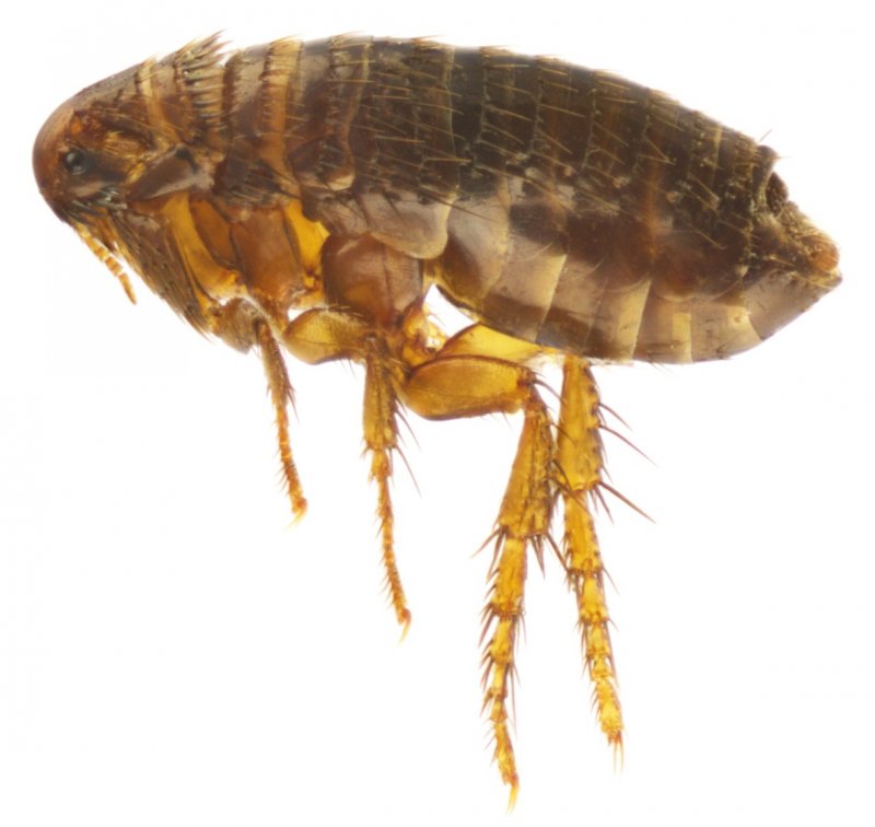 Ctenocephalides canis