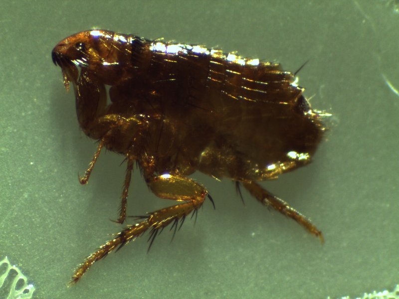 Flea mouthpart