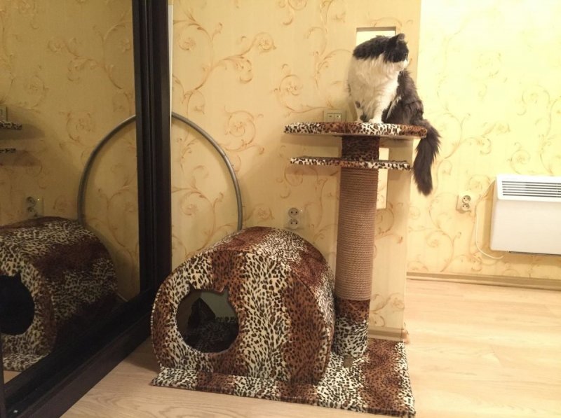Комплекс для кошек Крис