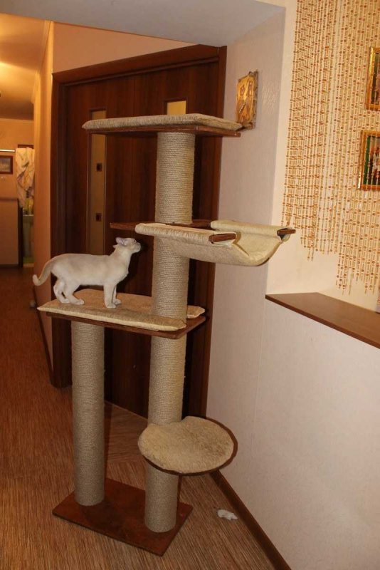 Домик для шотландского кота