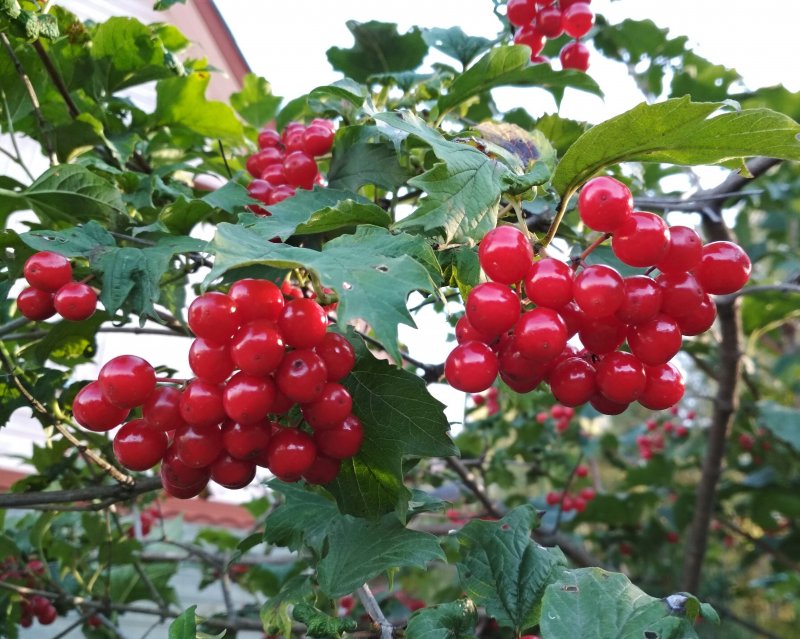 Калина красная ягоды (100 гр)