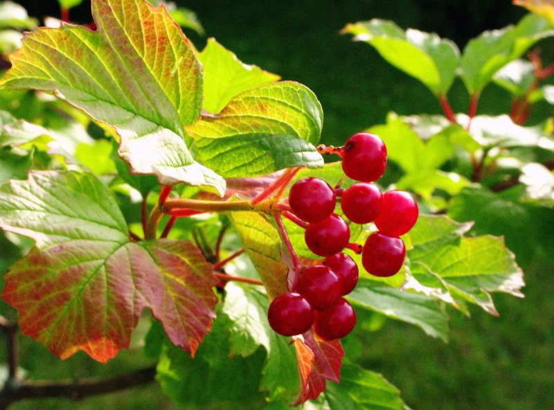 Калина обыкновенная (Viburnum opulus l.)