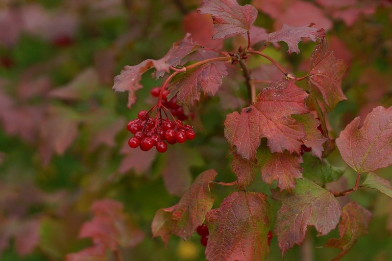 Калина обыкновенная, красная (Viburnum opulus)
