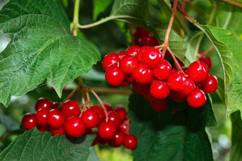 Калина Viburnum дерево