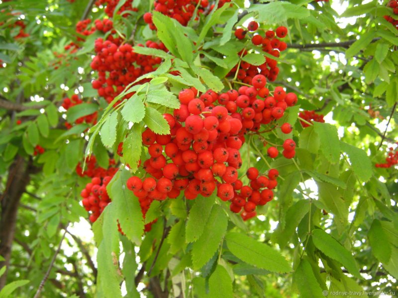 Калина куст с ягодами