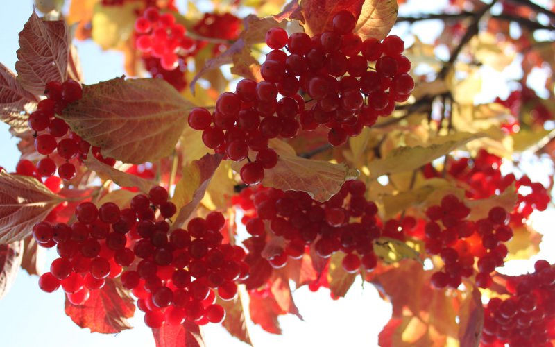 Калина Viburnum куст
