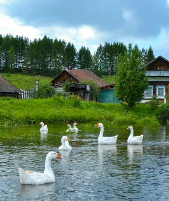 Природа в деревне летом