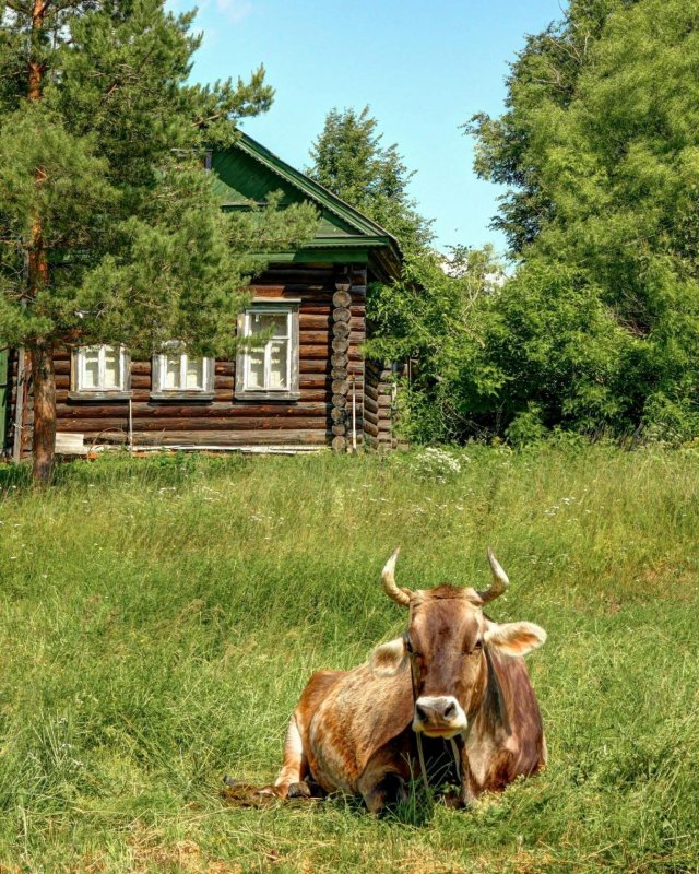 Деревенские виды