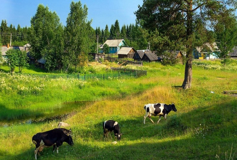 Природа в деревне летом