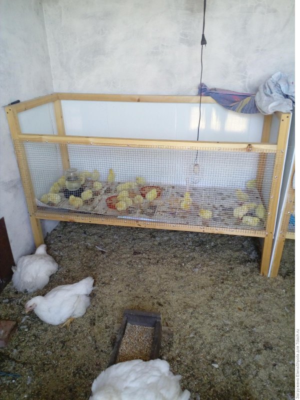 Курятники для бролиров